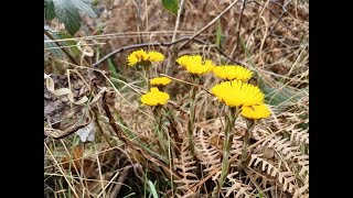 Colourful Coltsfoot [upl. by Howenstein]