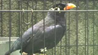 Julius The Talking Mynah [upl. by Meibers473]