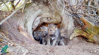 Wolf den with 5 pups under ancient cedar tree [upl. by Orlando]