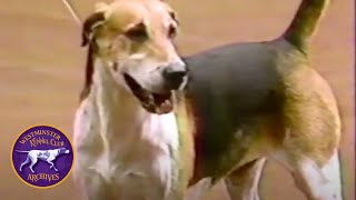 WKC Archives English Foxhound Winslow [upl. by Anneyehc]