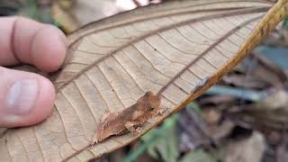 Sapinho folha Rhinella hoogmoed [upl. by Campos764]