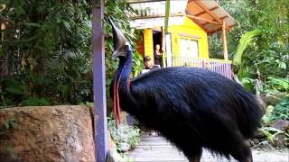 Close encounter with a cassowary [upl. by Sallie]