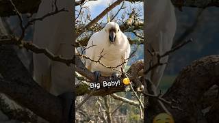 Big Baby Cockatoo Bird is BACK Cockatoo Baby birds tricks [upl. by Arytal196]