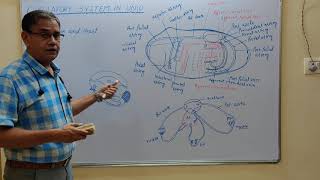 Circulatory system in Unio Lamellidens [upl. by Lowell]