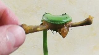 Carnivorous Plant fly trap Eats CHICKEN [upl. by Christis]