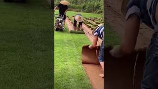 Cutting and storing lawn grass for later replanting [upl. by Siegfried]