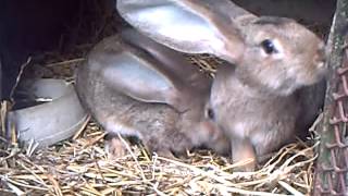 Lapins Géants des Flandres pure race élevés en Picardie [upl. by Borries32]