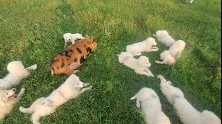 The Maremma puppy patrol has BEGUN [upl. by Acireed442]