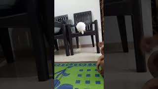 Rabbit Training  Rabbit jumping video  Khargosh short video Guplu rabbit shorts petrabbit [upl. by Eimor]