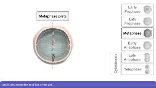 Mitosis and Cytokinesis [upl. by Saihtam891]