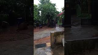 Shaam bhi khoob hai 🌧️🌧️🌧️trending viralshort youtubeshort love hindisong so quiet 🤐 [upl. by Ykcaj]