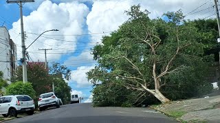 Árvores tombadas em Porto Alegre dia quente e muito abafado  19012024 [upl. by Hannej]