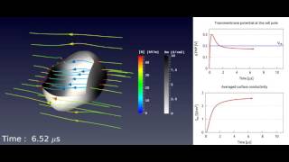 3D simulation of the electric field during electroporation of a cell [upl. by Esinereb307]