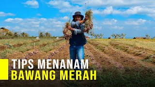 Cara Menanam Bawang Merah agar Hasil Melimpah [upl. by Adlig]