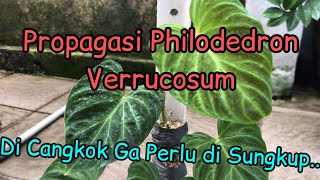 Cara Memperbanyak Philodendron Verrucosum terraeva [upl. by Klatt]