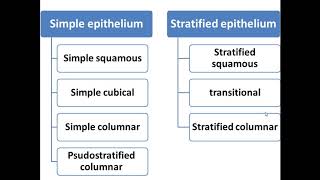 2 stratified epithelium and neuroepithelium [upl. by Zzaj]