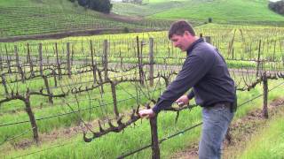 Vineyard Management  About Our Vines [upl. by Enomor]