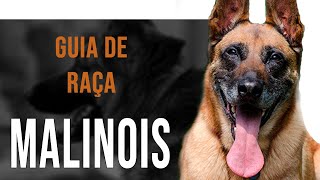 PASTOR BELGA DE MALINOIS  Tudo sobre a raça [upl. by Eninahpets]