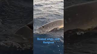 Beaked whale near Rangiroa  Tuamotus Schnabelwal bei Rangiroa  Tuamotus [upl. by Tull518]