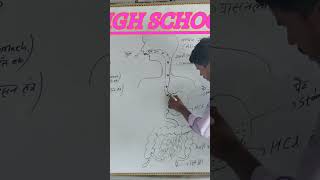 alimentary canal system short viralshorts scienceeducation biology [upl. by Evaleen]