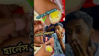 কিভাবে পাখির পায়ে হার্নেস পড়াবেন birds pets harness tips anondopets shorts [upl. by Limbert]