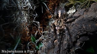 Dorosła 20cm Poecilotheria ornata ma czysty APARTAMENT [upl. by Arabella]