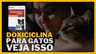 Posso Dar Doxiciclina Para Meu Gato Dosagem Usos e Contraindicações [upl. by Bertrando]