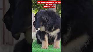 BEST QUALITY Tibetan Mastiff WITH KCI PAPER tibetanmastiffpuppies tibetanmastiff dogvideos [upl. by Ydnal858]