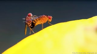 fruit flies on lemon fruit mating and laying eggs fascinating but also disgusting Fruit Fly Life [upl. by Sikram432]