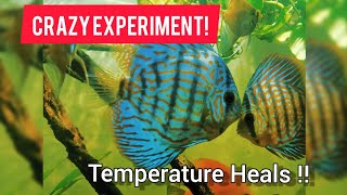 CRAZY DISCUS EXPERIMENT  HEAT HEALED HEXAMITA amp FUNGUS [upl. by Crow782]