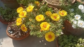 moss rose portulaca grandiflora plant care REHMAT FLOWERS [upl. by Arul]