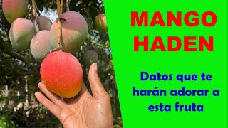 El mango Haden Datos que te harán adorar a esta fruta Discovery Mundo mango frutas agricultura [upl. by Gnouv847]