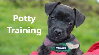 How To Potty Train A Patterdale Terrier Puppy Fast and Easy  Patterdale Terrier House Training Tips [upl. by Medovich664]