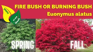 Fire Bush  Burning Bush  Euonymus alatus  Plant of the Week [upl. by Argyle660]