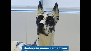 AKC Museum of the Dog  Harlequin Great Danes [upl. by Leach]