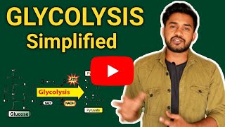 Glycolysis pathway  made simple  carbohydrate metabolism  biochemistry lecture [upl. by Almita]