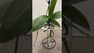 How to make phalaenopsis orchids plant in water last longer plantcare orchids plantlovers [upl. by Katharyn]