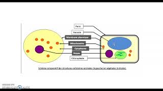 Les différences entre cellule animale et cellule végétale [upl. by Leumel357]