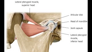 Two Minutes of Anatomy Lateral Pterygoid and Medial Pterygoid Muscles [upl. by Kostman]