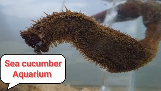 Sea Cucumber Aquarium Maintenance A Daily Routine [upl. by Aihseyn]