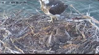 Port Lincoln Osprey 02112024 0623 [upl. by Krebs]