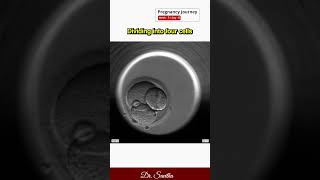 19 Fertilization in IVF  Animated Video srichakrahospital udumalpet doctor ivf [upl. by Airotkiv]