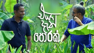 එයා දැන් පොරක්  Royal Taprobanian [upl. by Suivatco350]