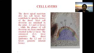 Cytological analysis of Shoot Apical Meristem [upl. by Zebedee]