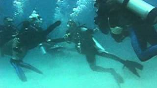 Panicking Diver Gets Violent [upl. by Anaed]