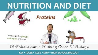 Nutrition and Diet  GCSE Biology 91 [upl. by Cogan658]