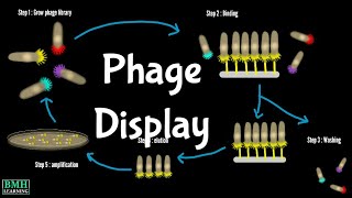 Phage Display Technology  Biopanning  How Does Phage Display Work [upl. by Eimareg]