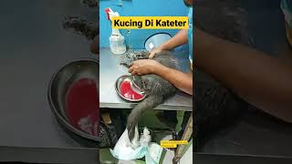 Proses Kucing Di Kateter [upl. by Nylaroc]