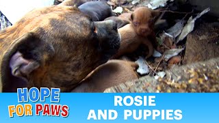 Rescuing a family of dogs with help from iPhone and You Tube Please share dog [upl. by Oninrutas]