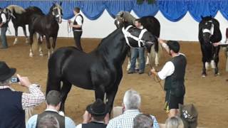 Hengstkörung Süddeutsches Kaltblut 2016 Körbeurteilung Gladiator [upl. by Moshell]